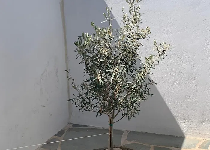 Ferienhaus House Of The Setting Sun *